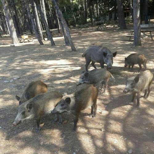 Bu Yaz Biz Dilek Yarımadasındayız Sen Nerdesin?